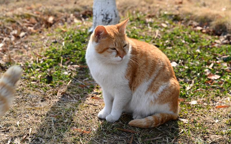 小虎橘